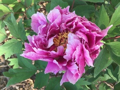 Paeonia × suffruticosa