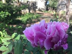 Paeonia × suffruticosa