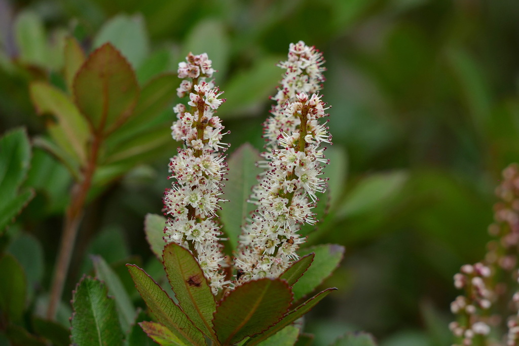 Cunonia pulchella