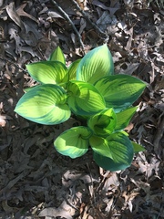 Hosta