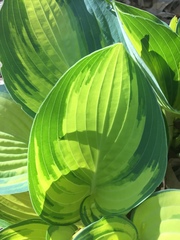 Hosta