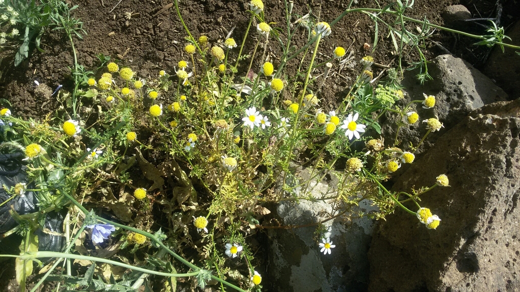 False Stinking Chamomile
