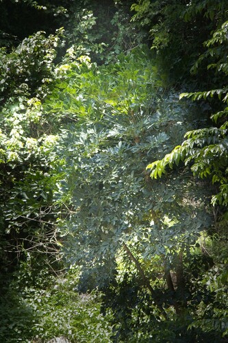 Cussonia sphaerocephala Strey 4