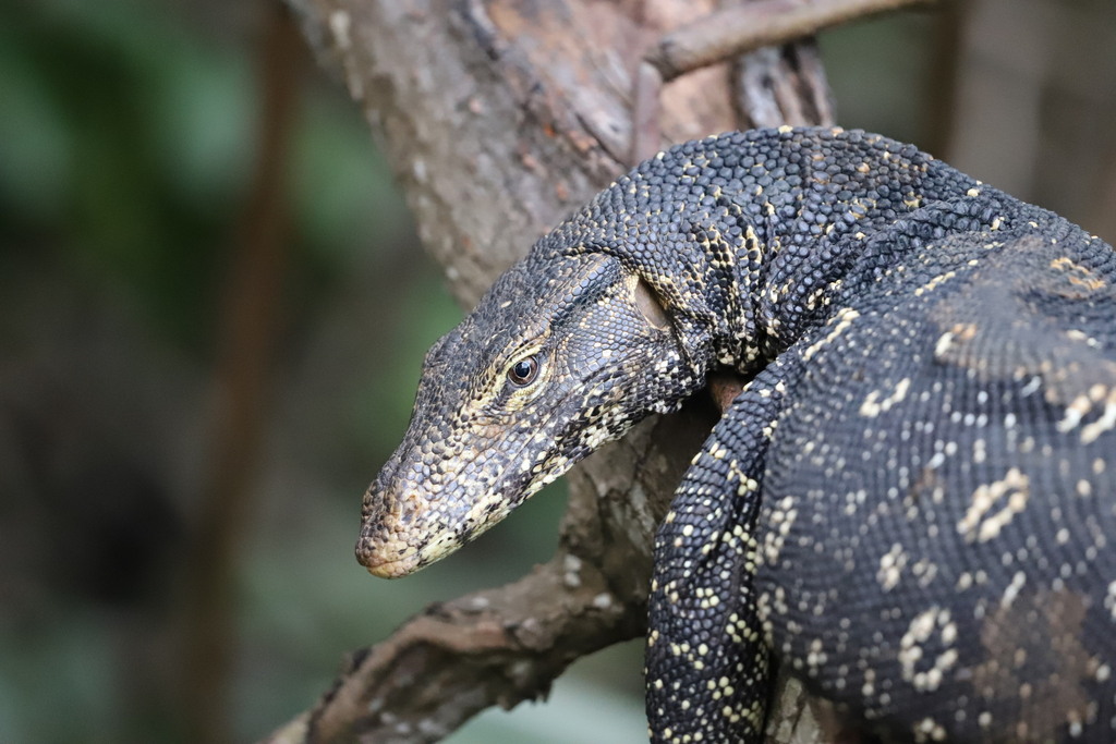 Common Water Monitor