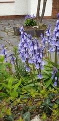 Hyacinthoides hispanica