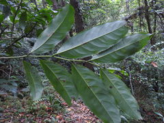 Artabotrys hexapetalus