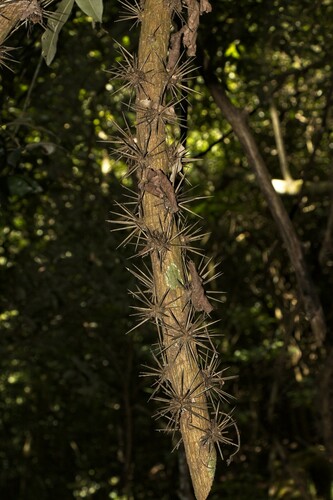 Foto de Ora-pro-nóbis