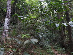 Artabotrys hexapetalus