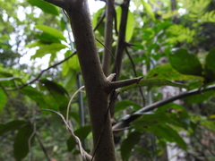 Artabotrys hexapetalus