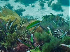 Halichoeres brownfieldi