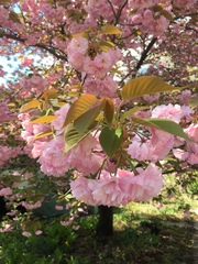 Prunus sargentii