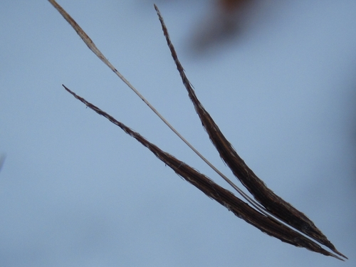 Osmorhiza aristata iNat (1)