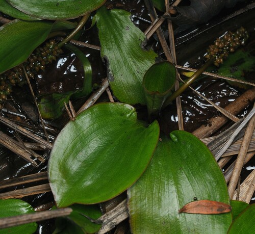 Potamogeton suboblongus observed 2024-01-31
