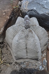 Astrophytum coahuilense