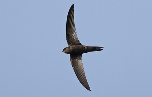 Plain Swift, 4100 Porto, Portugal, photo 8 of 10