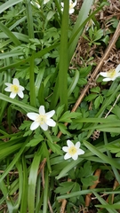 Anemonoides nemorosa