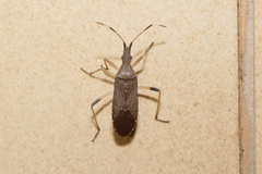 Dicranocephalus