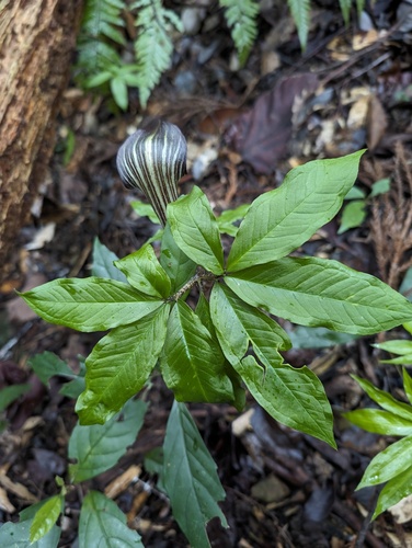 Arisaema japonicum