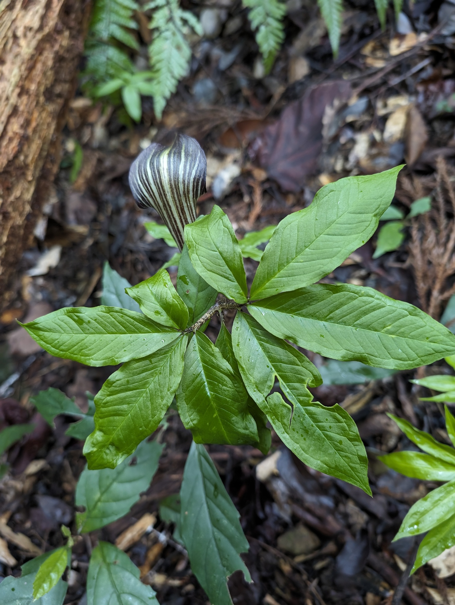 Arisaema japonicum