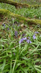 Hyacinthoides non-scripta