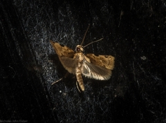 Elaeonoma deltacostamela