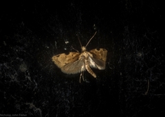 Elaeonoma deltacostamela