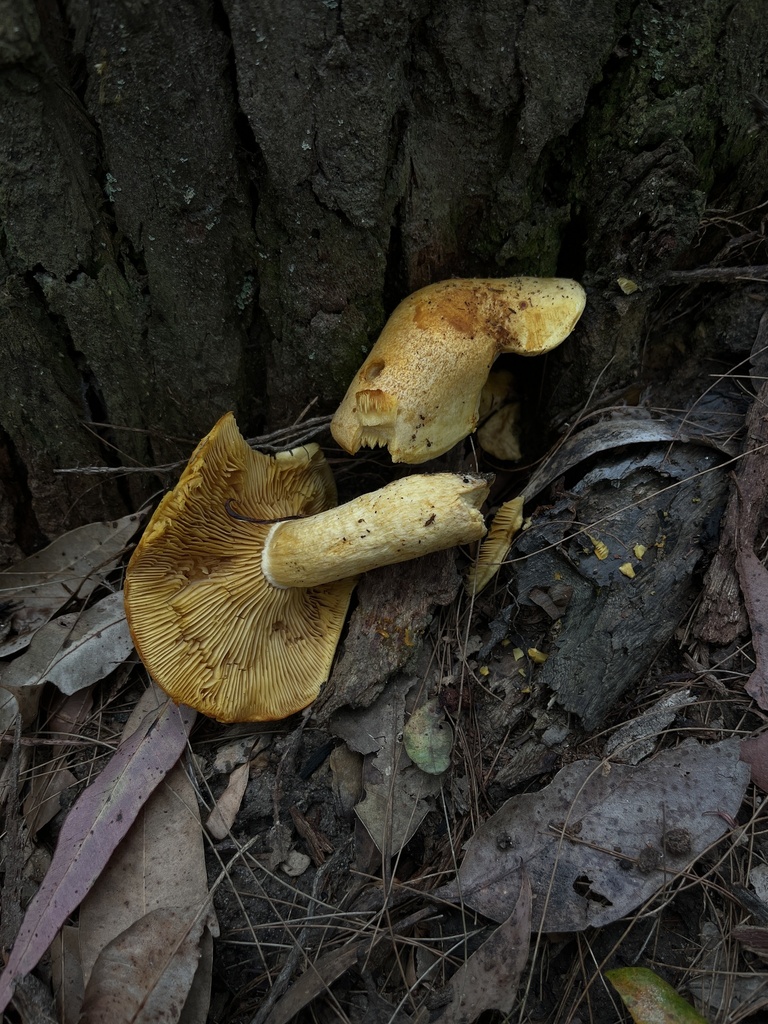 Tricholomopsis sp. 'AU01'