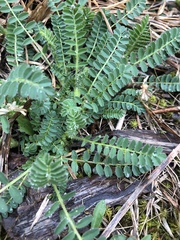 Astragalus tennesseensis