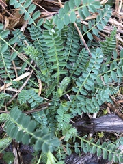 Astragalus tennesseensis