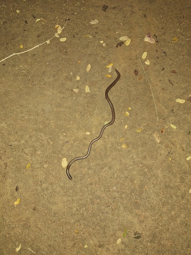 Schneider's Shieldtail