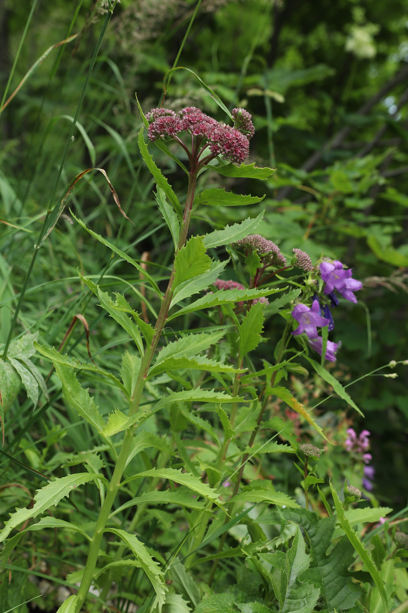 Hylotelephium vulgare (Haw.) Holub 3