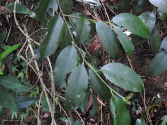 Ilex ficoidea