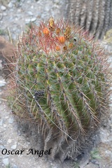 Ferocactus pilosus