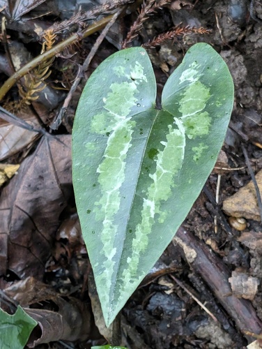 Asarum kumageanum iNat (2)
