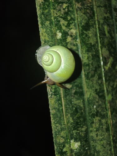 Moussoni observed 2024-02-03
