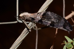 Lachlathetes moestus