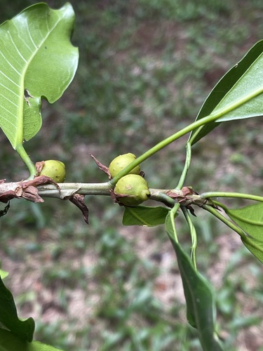 Foto de Figueira
