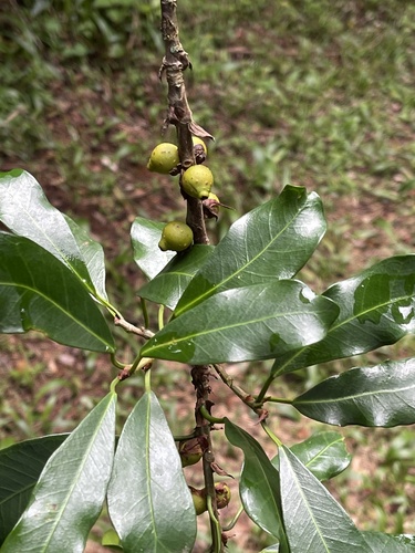 Foto de Figueira
