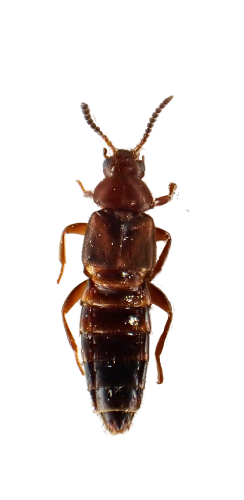 Thamiaraea cinnamomea
