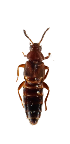 Thamiaraea cinnamomea