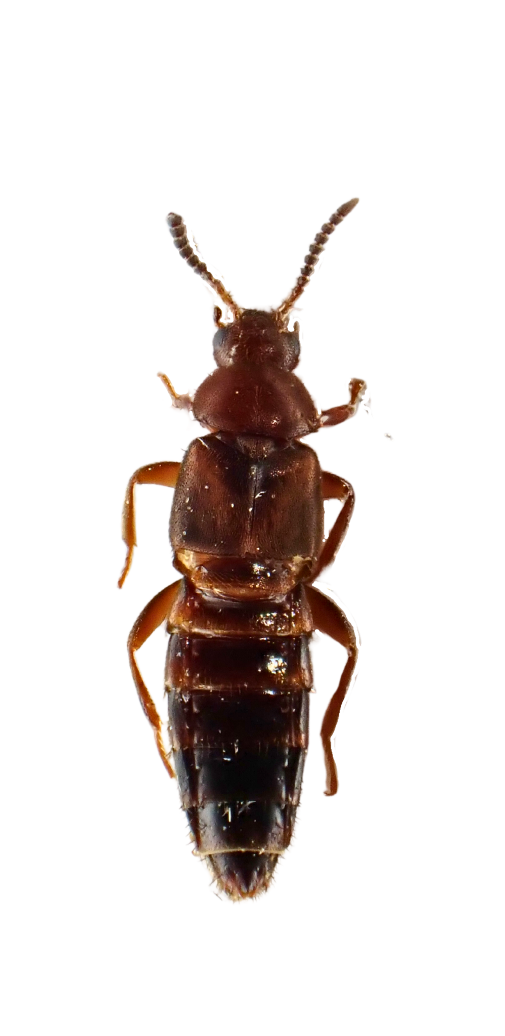Thamiaraea cinnamomea