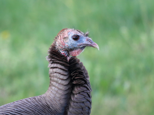 Wild Turkey photographed in Maryland