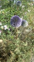 Echinops adenocaulos
