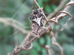 Verrucosa scapofracta