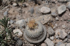 Epithelantha bokei