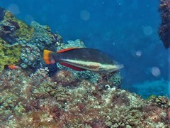 Pseudolabrus biserialis