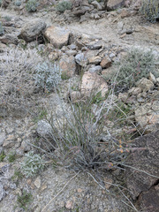 Hoffmannseggia microphylla