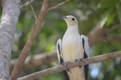 Ducula bicolor