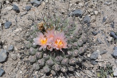 Thelocactus rinconensis