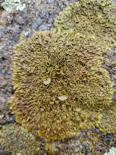 Xanthoparmelia pulla